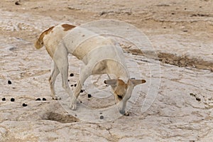 A stray dog eats camel dung. photo
