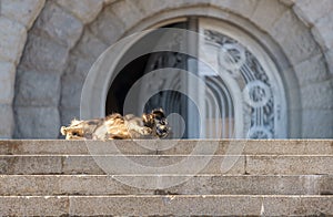 Stray dog enjoying the warm summer