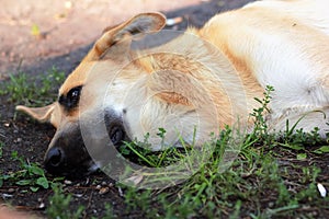 Stray dog feeling unwell and lying on the grass