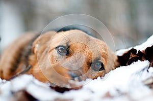 A stray dog freezes in the snow