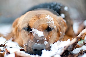 A stray dog freezes in the snow