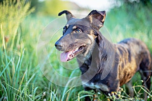 Stray dog in the green grass.