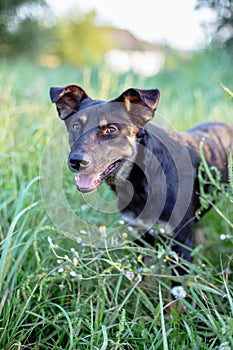 Stray dog in the green grass.