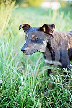 Stray dog in the green grass.