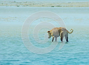 Stray Dog Hanging around on the Beach Enjoying the water