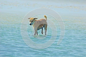 Stray Dog Hanging around on the Beach Enjoying the water