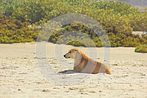 Stray Dog Hanging around on the Beach Enjoying the water