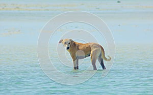 Stray Dog Hanging around on the Beach Enjoying the water