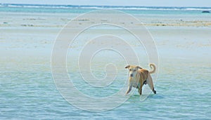 Stray Dog Hanging around on the Beach Enjoying the water