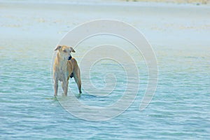 Stray Dog Hanging around on the Beach Enjoying the water