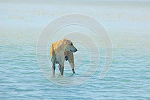 Stray Dog Hanging around on the Beach Enjoying the water