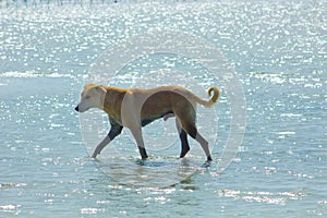 Stray Dog Hanging around on the Beach Enjoying the water