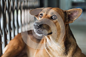 Stray dog that have been taken care stare and suspicious