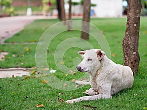 Stray dog have scars lying on green grass with blurred background