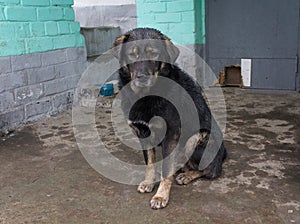 Stray dog hide from the rain