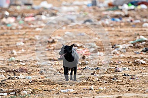 Stray dog at the landfill site