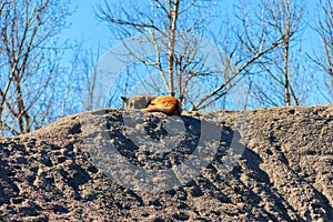 Stray dog lie on slag heap