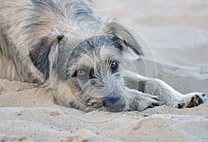 Stray dog lies on the beach