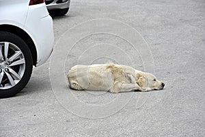 Stray dog lies between parked cars