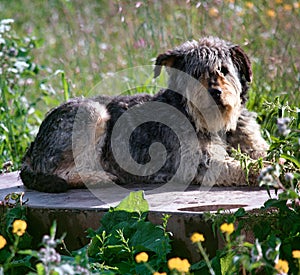 Stray dog lies on podium as monument