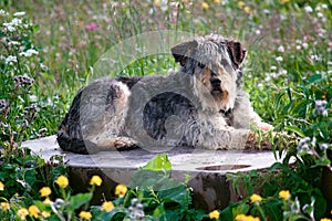 Stray dog lies on podium as monument