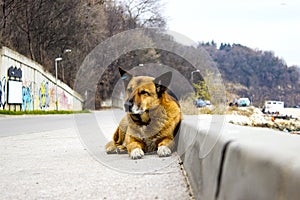 Stray dog lies on the road