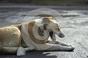 A stray dog lies on the street. An abandoned animal is waiting for its owner