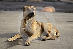 A stray dog lies on the street. An abandoned animal is waiting for its owner