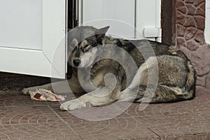 A stray dog lies on the street. An abandoned animal is waiting for its owner