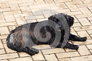 a stray dog lies on the street of the city