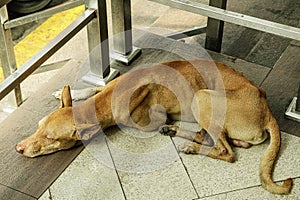 Stray dog living in China Town, Metro Manila, Philippines, Asia photo