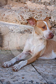 Stray dog with a look to the distance