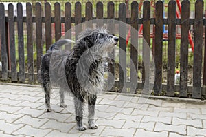 Passeggiata il cane cercando avviso 