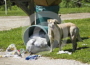 Stray Dog Looking For Food