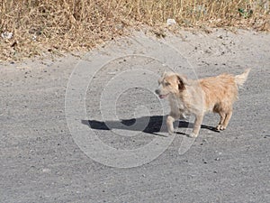 Stray dog looking for food in the streets, pet concept