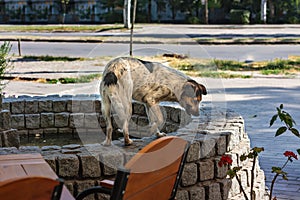 Stray dog looking for food and water