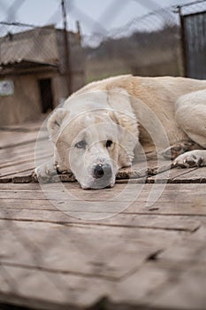 Stray dog looks through the bars of his cage at the animal rescue shelter