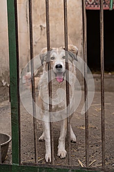 Stray dog looks through the bars of his cage at the animal rescue shelter