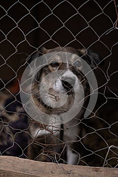 Stray dog looks through the bars of his cage at the animal rescue shelter