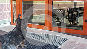 Stray dog looks at his reflection in glass door on the street. A dog waiting for its owner near the glassy door. Sunny