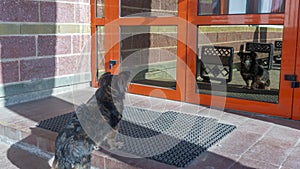 Stray dog looks at his reflection in glass door on the street. A dog waiting for its owner near the glassy door. Sunny