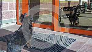 Stray dog looks at his reflection in glass door on the street. A dog waiting for its owner near the glassy door. Sunny day