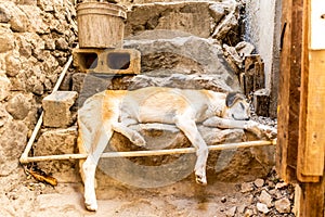 Stray dog lying asleep on steps in street