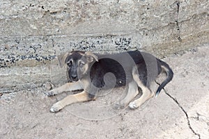 Stray dog lying on a concrete stone slab. Black dog, street stray stray dog small