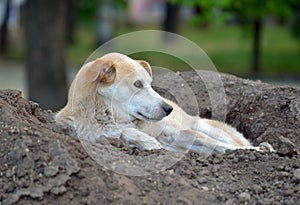 Stray dog lying on a pile of soil