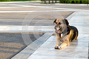 A stray dog lying on the sidewalk