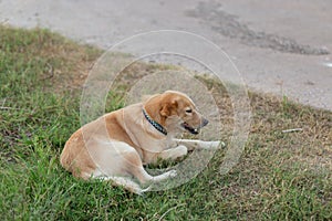 Stray dog lying on the street , Dog in Thailand