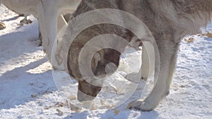 Stray dog mongrel eating meat in the snow