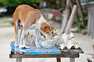 Stray dog mother drinking rain water from the sea shell