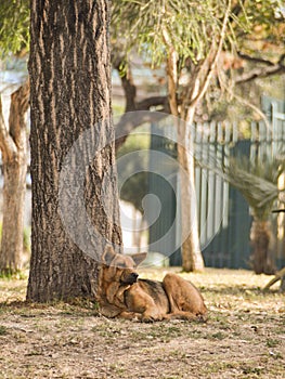 Stray Dog mutt outdoors by a tree